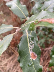 Phyllonorycter messaniella