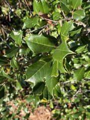 Ilex opaca