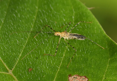 Zelus araneiformis