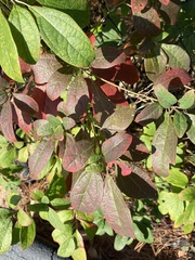 Sassafras albidum