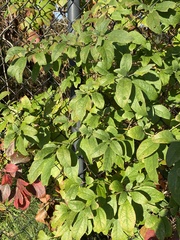 Sassafras albidum