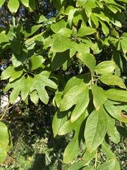 Sassafras albidum