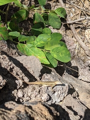 Microlophus bivittatus