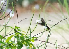 Orthorhyncus cristatus