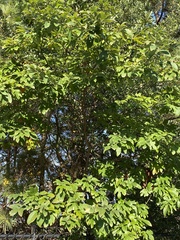 Sassafras albidum