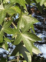 Liquidambar styraciflua