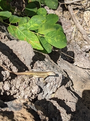 Microlophus bivittatus