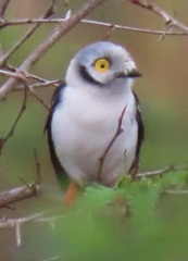 Prionops plumatus poliocephalus