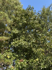 Liquidambar styraciflua