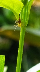 Oxyopes