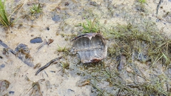 Sternotherus odoratus
