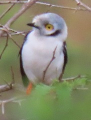 Prionops plumatus poliocephalus