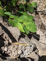 Microlophus bivittatus