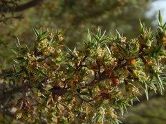 Cliffortia ruscifolia