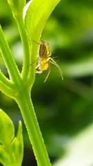 Oxyopes