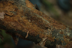 Fuscoporia ferruginosa