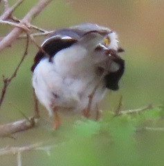 Prionops plumatus poliocephalus