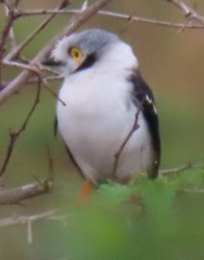 Prionops plumatus poliocephalus
