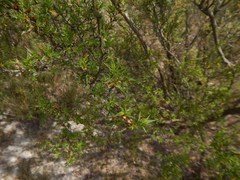 Cliffortia ruscifolia