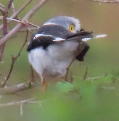 Prionops plumatus poliocephalus