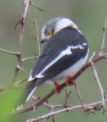 Prionops plumatus poliocephalus