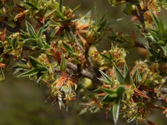 Cliffortia ruscifolia