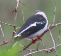 Prionops plumatus poliocephalus