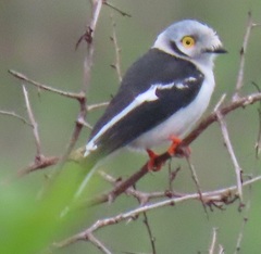 Prionops plumatus poliocephalus
