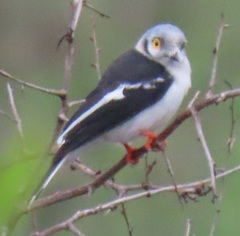 Prionops plumatus poliocephalus