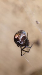 Parasteatoda simulans