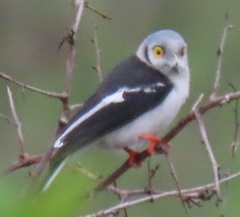 Prionops plumatus poliocephalus