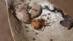 Parasteatoda simulans