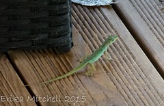 Anolis roquet salinei