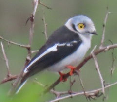 Prionops plumatus poliocephalus