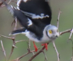 Prionops plumatus poliocephalus