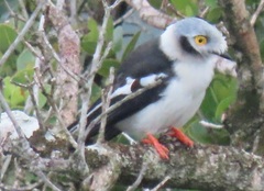 Prionops plumatus poliocephalus