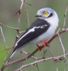 Prionops plumatus poliocephalus