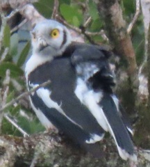 Prionops plumatus poliocephalus