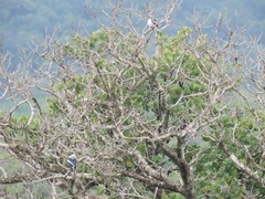 Prionops plumatus poliocephalus