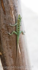 Anolis roquet salinei