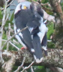 Prionops plumatus poliocephalus