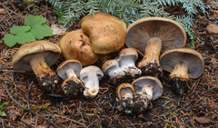 Glaucopodes