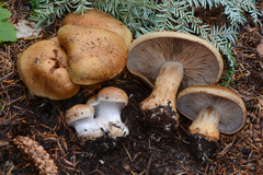 Glaucopodes