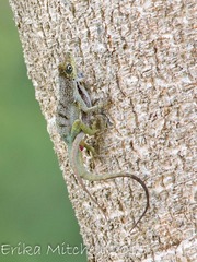 Anolis roquet salinei