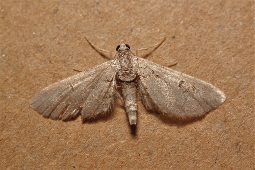 Eupithecia barbaria
