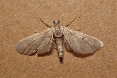 Eupithecia weissi