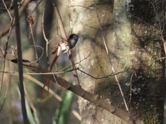 Terpsiphone viridis plumbeiceps