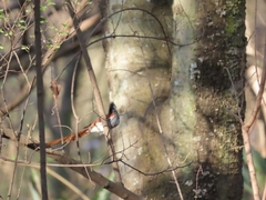 Terpsiphone viridis plumbeiceps