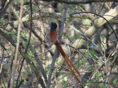 Terpsiphone viridis plumbeiceps