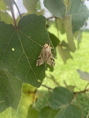 Lophocampa caryae